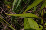 Eastern purple coneflower